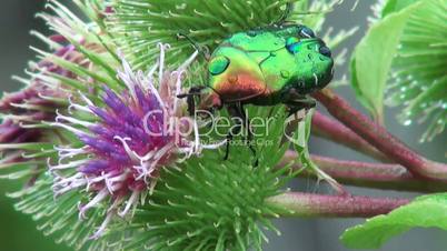 beautiful green beetle swings on a branch