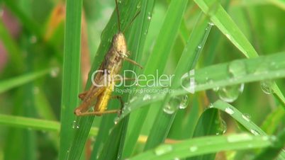 close-up of a grasshopper in the grass