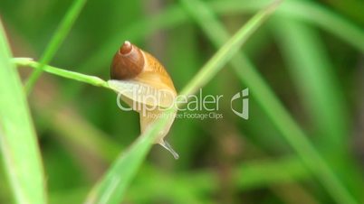 snail crawling on a blade of grass