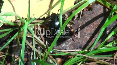 black beetle climbs in the woods