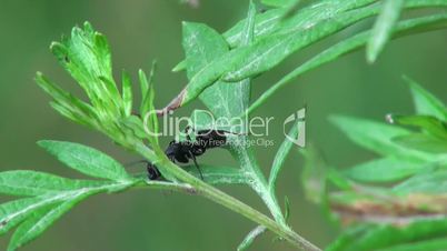 closeup black ant crawling on a plant