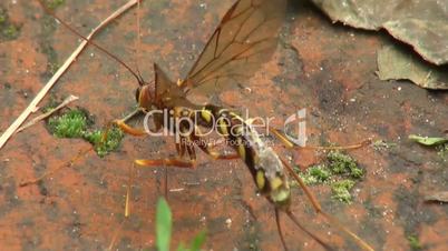 footage of a wasp cleaning itself on wood