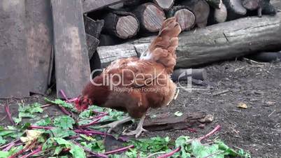 chicken walking