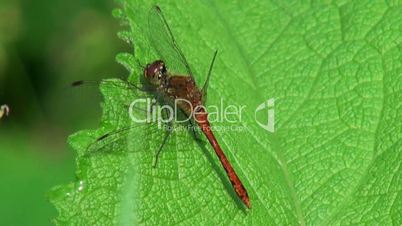 red dragonfly is sitting