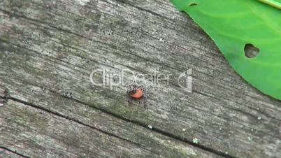 mites crawling in the woods