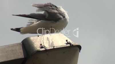 Seagull cleaning itself on lamppost