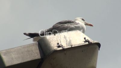Seagull sits on lamppost and look around