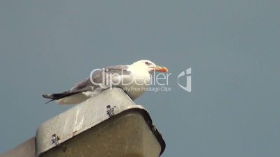 Seagull sits on lamppost and look around