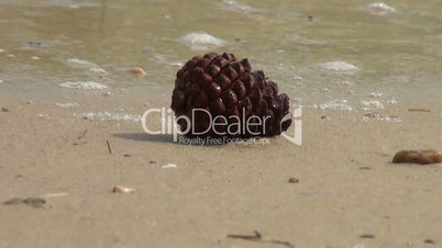 Pine cone lying at the sand of a beach