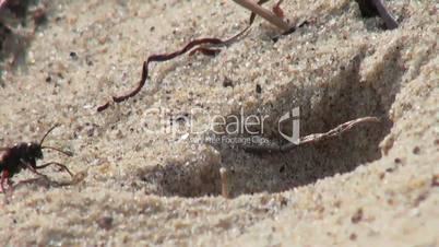 Wasp making hole in sand