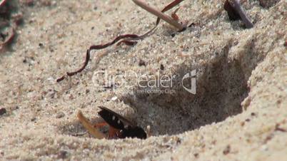 Wasp creates shelter in sand