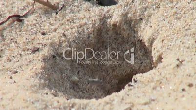 Wasp creates shelter in sand