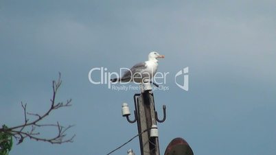 Seagull sitzt auf Laternenpfahl und schauen Sie sich um