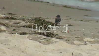 Seagull sitzt auf Laternenpfahl und schauen Sie sich um