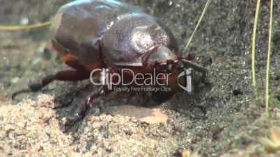 Close up of beetle crawling on a sunny day