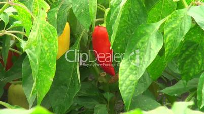 Close up of a red pepper