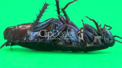 Head cockroach macro