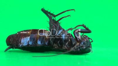 Head cockroach macro