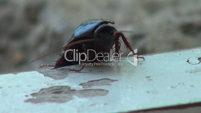 cockroach macro