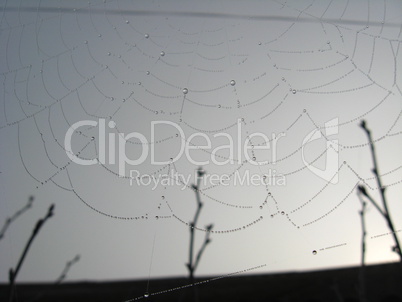 Beautiful web with dew in the morning sky