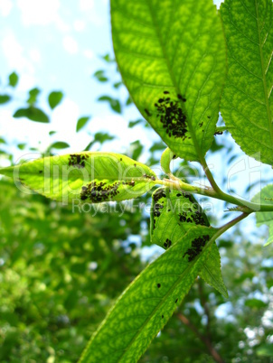 Tree with leaves full of a plant louse