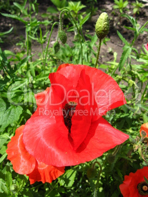 beautiful flower of the red poppy