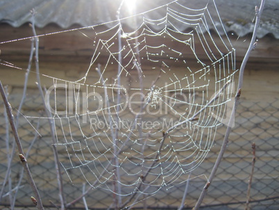 spider's web with dew