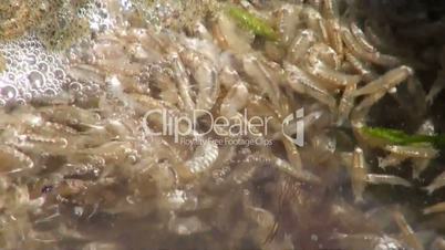 Amphipods swiftly moving at surface of sea