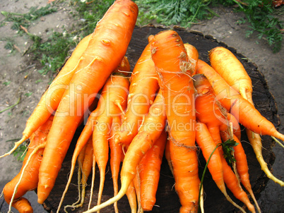 bunch of orange carrots