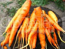 bunch of orange carrots