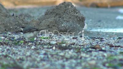 Small bird walking at shore of the sea