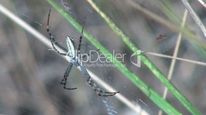 Close up view of a spider sitting on spiderweb
