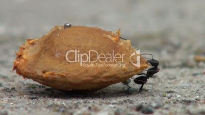 Black ants crawling around an apricot seed