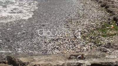 Many seashells gathered at the shore of the beach