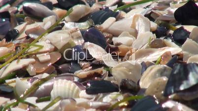Close up of seashells that shine