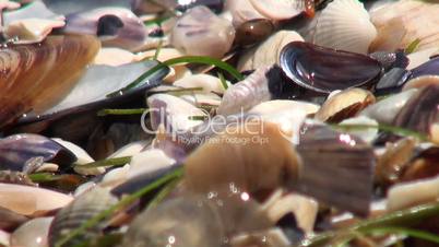 Shiny seashells and amphipods