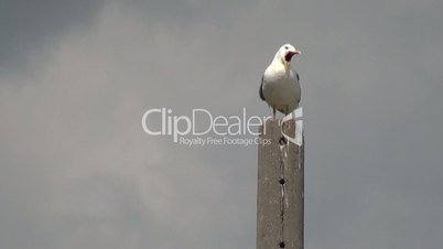 Seagull stands at pole looks around and takes flight