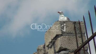 Seagull sits on a wall and looks around
