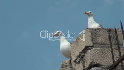 Couple of seagulls sitting on wall and looking around