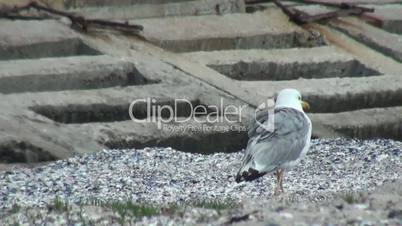Seagull walking at the shore of the beach