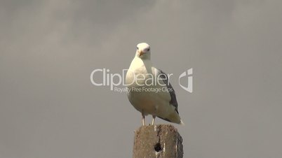 Seagull stands on cement pole and looks around