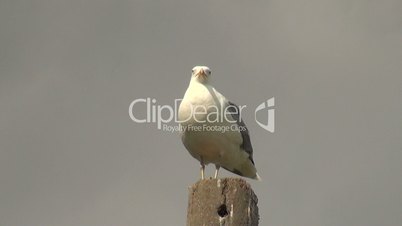Seagull stands on cement pole and looks around