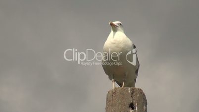 Seagull stands at pole looks around and then takes flight