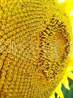 surface of beautiful yellow  sunflower