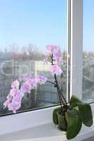 Fine branch of a blossoming pink orchid