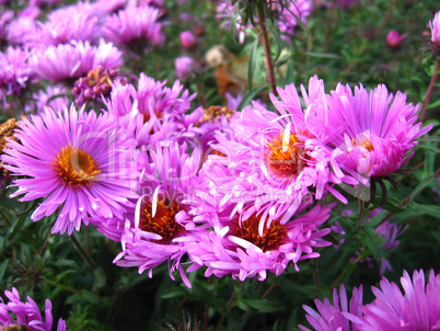 flowers of red beautiful aster flowers of red beautiful aster