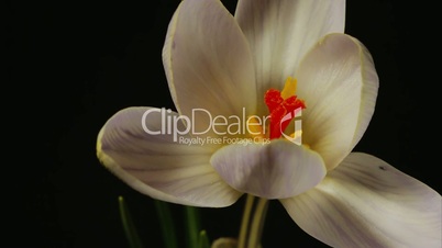 snowdrop crocus saffron Galanthus blossom time lapse