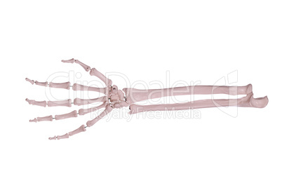 arm with hand of bones