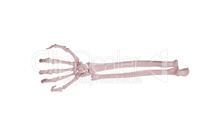 fist - hand and arm of bones