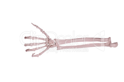 count 1 - hand and arm of bones